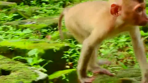 So funny baby monkey with his friend jumping and playing.