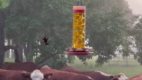 Cows and the Hummingbird