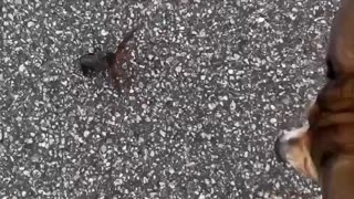 Little Crab Fight