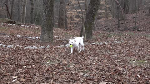 A cute white dog playing football outdoors