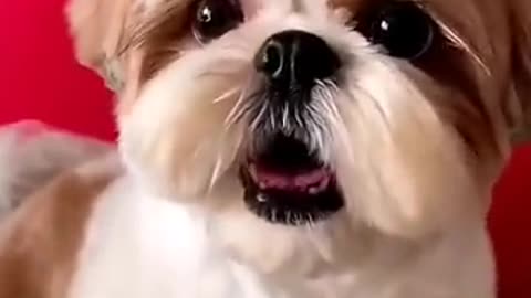 Shihtzu Dog Barking