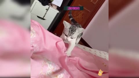 cat got fooled by her loved ones🤣🤣