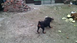 Temerario conejito se hace amigo de amigable Rottweiler