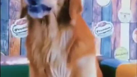 Best funny animal video