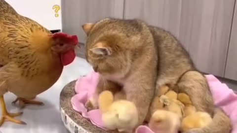 Cat Fun With Hen 😂 By Nature