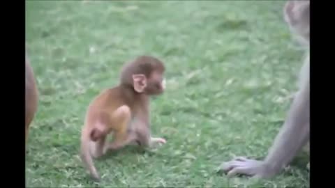 Monkey See Monkey Do Video