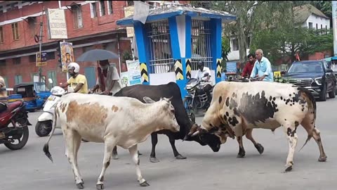 Bull fighting on road