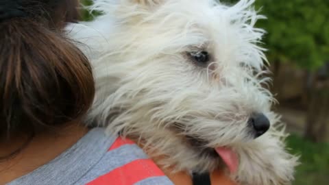 Girl holding young and tired white dog in the park, rear view, close-up