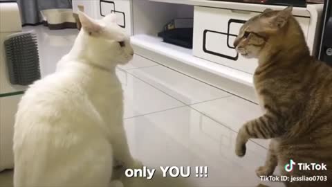 Cats speaking English!!!So Funny