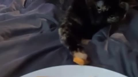Cat steals some french fries from his owner
