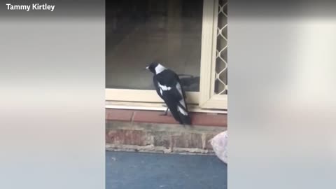 Clever magpie barks like dog at door