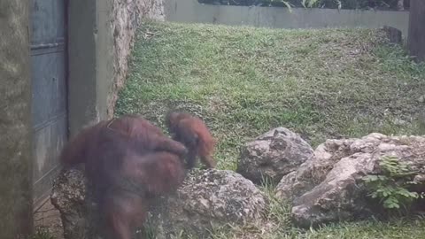 Mom and baby monkey hugging. 🤗🤗🤗