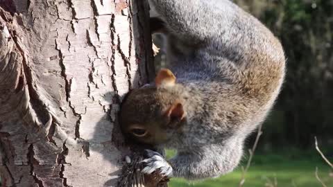 squirrel,head,grey squirrel