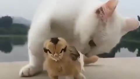 Cute Cat With 🐥