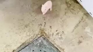 Adorable little piglet is a Hungry Lil fella