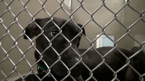 Adorable Puppy Sitting in Cage at the Animal Shelter