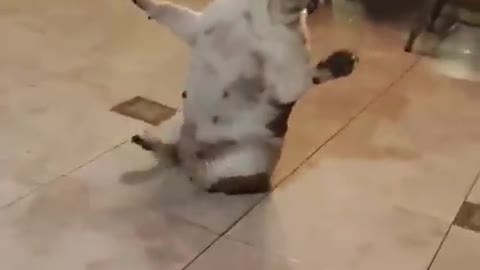 Cute cat and dog activities||cat gives firt💨