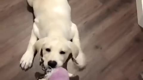 Funniest & Cutest Labrador Puppies - Funny Puppy Videos