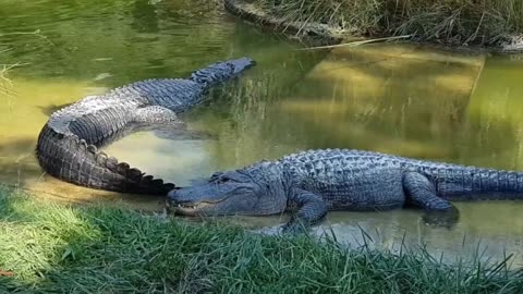 Two crocodiles are silent