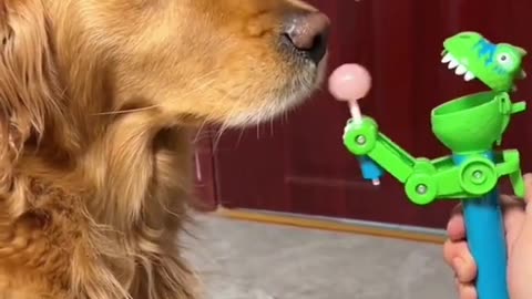 Funny dog golden moment viral