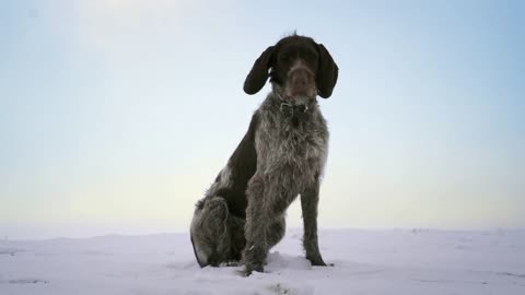 Friendly gray-black dog is sitting in snow on the hill with beautiful sunset background