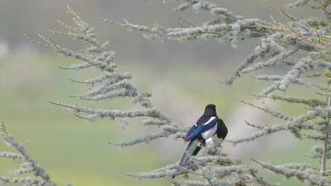 birds and trees