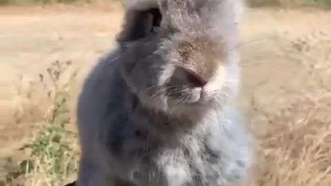 Cute bunny in the wind