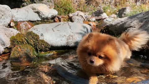 Dog Playing in The Water