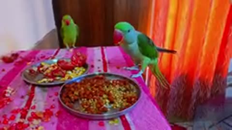 Parrot 🦜 eating