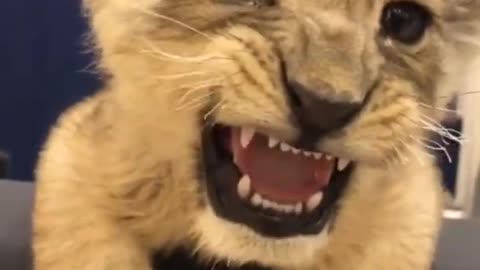 Cute chubby lion cub hissing and roar into human complation video