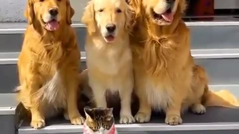 Dog and Cats Posing For A Photo😳🙄😎😎😎😅😅😅