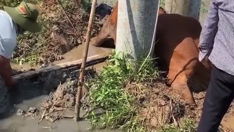 Really cumbersome moment to rescue the cow stuck between two power poles