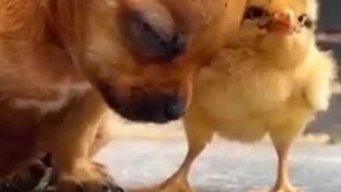 Dog and birds amazing comedy video #Short #funny #entertaining