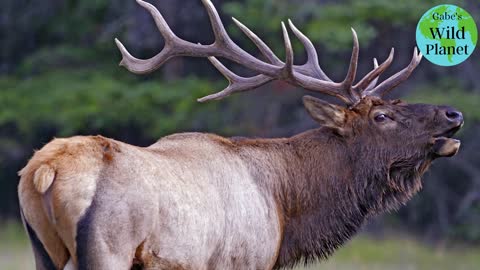Elk: Its call signals the arrival of fall