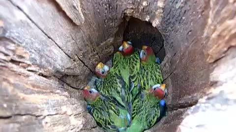 Man Finds A Nest Of Rosella Parrots Inside A Fence Post