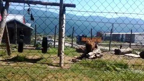 Evropski smeđi medved (Ursus arctos arctos) privatni zoo vrt