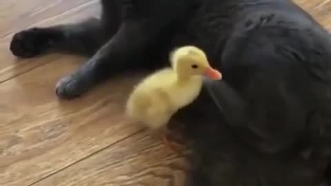 irritated cat - cute duckling