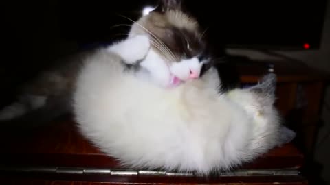 Mama Cat Grooms Kitten But Was Not Expecting It To Happen… Look At Her Surprise! Oh Dear