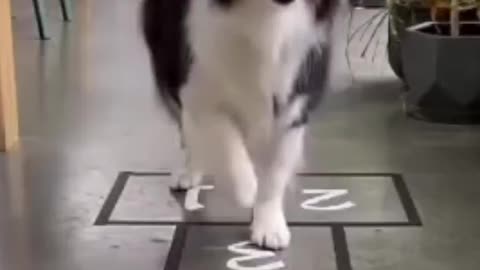Dog is playing the game