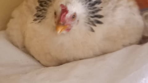 Angry hen