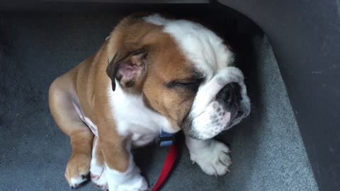 This Adorable Puppy Falls Asleep While Sitting
