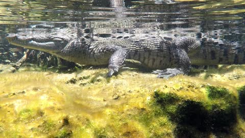 Divers encounter a large crocodile in a cenote river in Mexico
