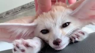 Cute Fox Feels Fine