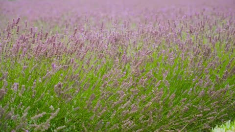 4 Types of Lavender Plants