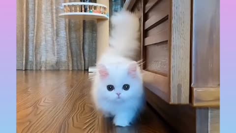 Cute and funny cat video compilation#short