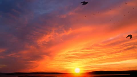 Beautiful sunrise with birds