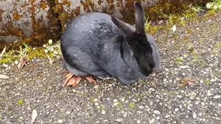 Rabbit trust