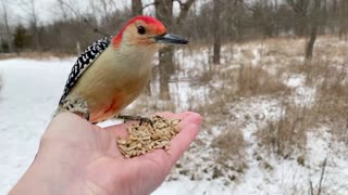 Hand-Feeding Birds in Slow Motion - The Red-Bellied Woodpecker.