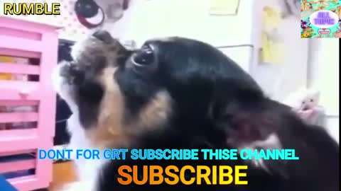 Awa Animals Dog Video! Animals Video! ALL TOPIC BOX