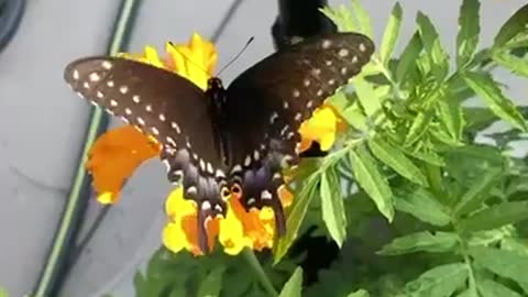 Monarch in our garden